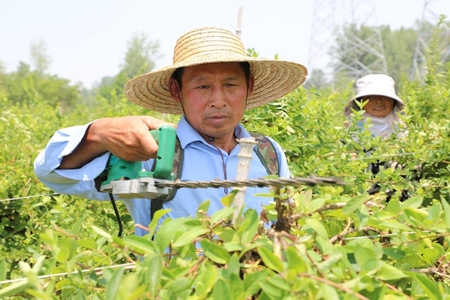 史兰鹏：荒田变“药田” 致富有“良方”