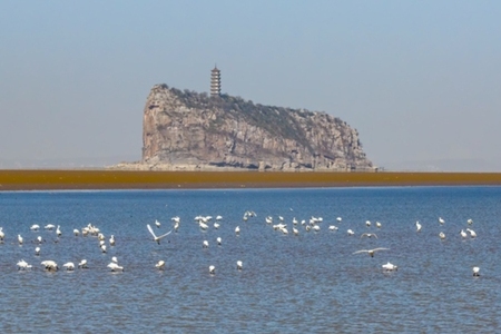 大批候鸟集结江西湖口水域湿地 鄱阳湖进入最佳观鸟季